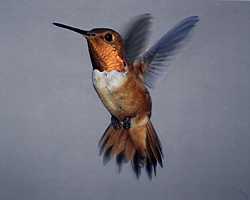 Rufous Hummingbird Photography by Dan True